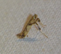 Caloptilia honoratella