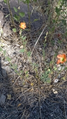 Sphaeralcea munroana