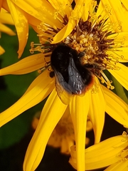 Bombus lapidarius