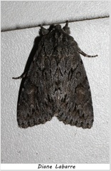 Andropolia contacta