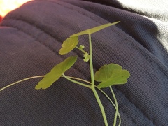 Hydrocotyle americana