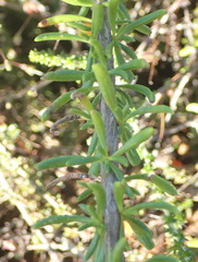 Selago glomerata