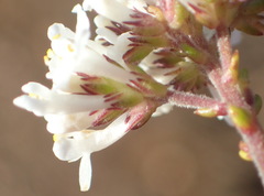Selago glomerata