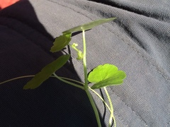 Hydrocotyle americana