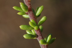Selago glomerata