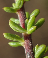 Selago glomerata