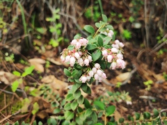 Vaccinium fragile