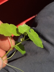 Hydrocotyle americana