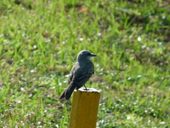 Tyrannus dominicensis
