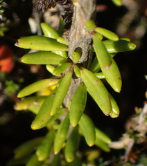Selago glomerata