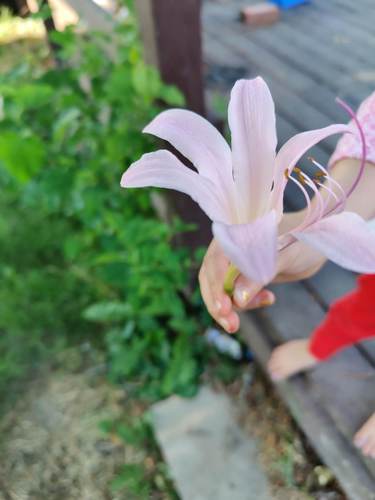 Lycoris squamigera