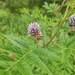 Glycyrrhiza yunnanensis - Photo (c) 刘光裕 Liu Guangyu, some rights reserved (CC BY-NC), uploaded by 刘光裕 Liu Guangyu
