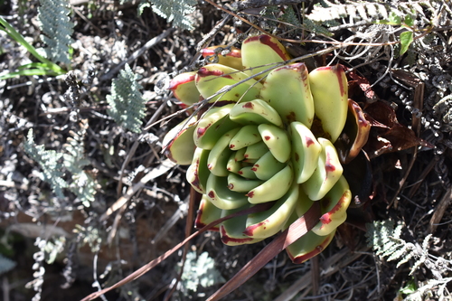Echeveria agavoides