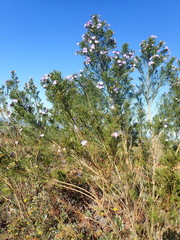 Psoralea arborea