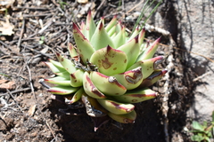 Echeveria agavoides