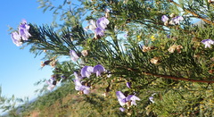 Psoralea arborea