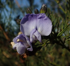 Psoralea arborea