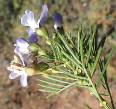 Psoralea arborea