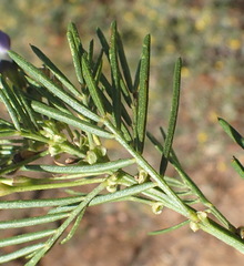Psoralea arborea