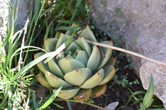 Echeveria agavoides