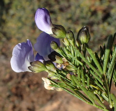 Psoralea arborea
