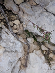 Poa alpina vivipara