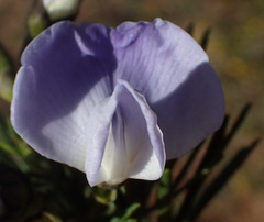 Psoralea arborea