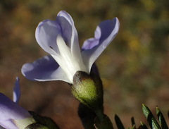Psoralea arborea