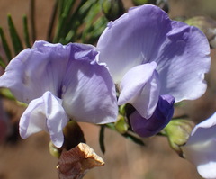 Psoralea arborea
