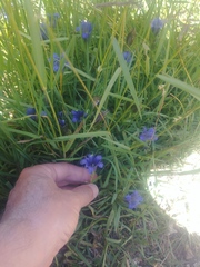 Gentiana newberryi newberryi