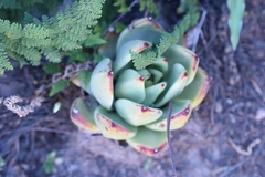Echeveria agavoides