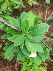 Rhododendron decorum