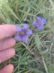 Gentiana newberryi newberryi