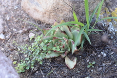 Echeveria agavoides