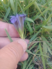 Gentiana newberryi newberryi