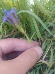 Gentiana newberryi newberryi