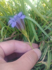 Gentiana newberryi newberryi