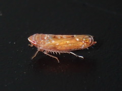 Scaphoideus luteolus