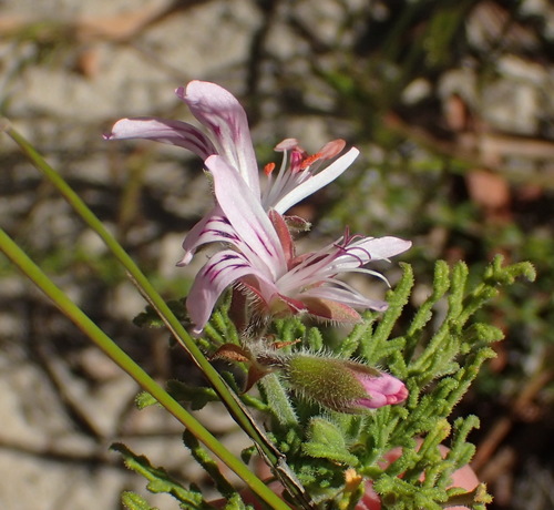Image of Pelargonium radens by (c) Nicola van Berkel, some rights reserved (CC BY-SA)