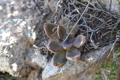 Echeveria bifida