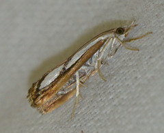 Catoptria permutatellus