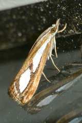 Catoptria permutatellus
