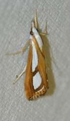 Catoptria permutatellus