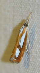 Catoptria