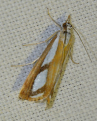 Catoptria permutatellus
