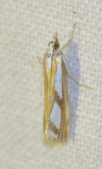 Catoptria permutatellus