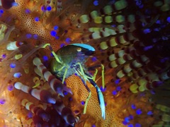 Allopontonia brockii