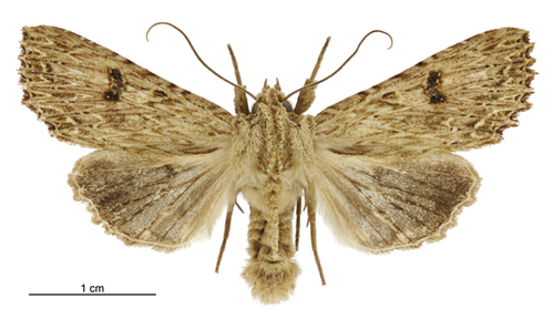 Meterana pansicolor