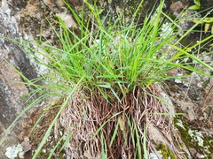 Schizachyrium delavayi