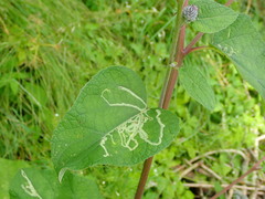 Phytomyza lappae